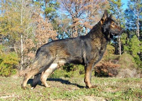 100% DDR GERMAN SHEPHERD PUPPIES for Sale in Corsicana, Texas ...