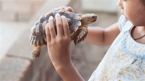 Tortugas Como Mascotas Cuidados Para Evitar Enfermedades Unotv