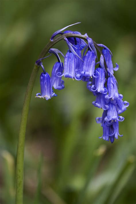 Bunga Bluebell Dalam Bahasa Bunga Hanakotoba Kodok Curhat