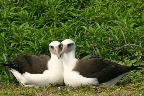 Pictures of albatrosses | Images of everything