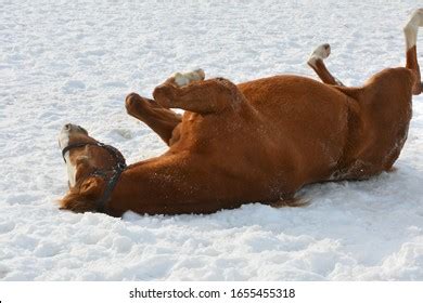 Chestnut Horse Rolling Snow Stock Photo 1655455318 | Shutterstock