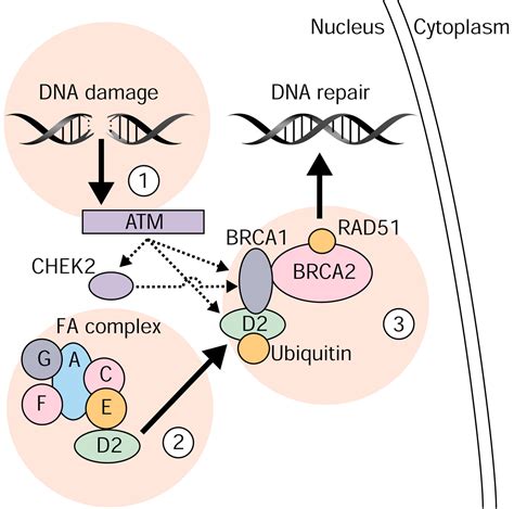 Fanconi Anemia Pathway And Its Relationship With Cancer Off