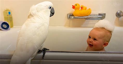 "Supermom" Cockatoo is the perfect parent for baby boy