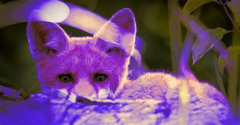 How Purple Fox Malware Distributed Through Malicious Telegram