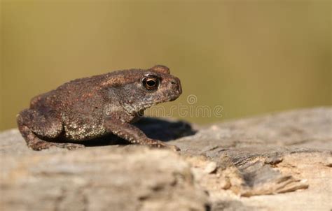 A Cute Tiny Baby Common Toad Bufo Bufo Hunting For Food At The Edge