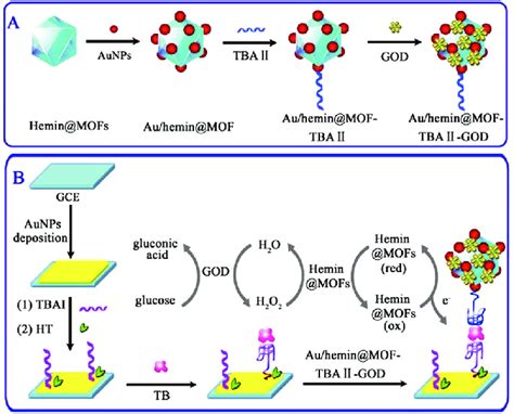 Scheme 1 A The Preparation Of Auheminmof Tba Ii God Bioconjugates