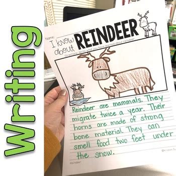 Reindeer Facts And Habitat Print Digital By Kristen Sullins Tpt