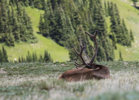 Nap Time Amateur Photography Nap Time Photography