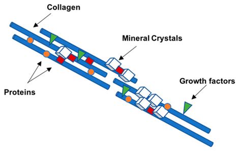 Non Collagenous Proteins In Bone ECM Encyclopedia MDPI