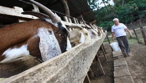 Alimentación Y Manejo Nutricional De La Cabra Universidad Agrícola