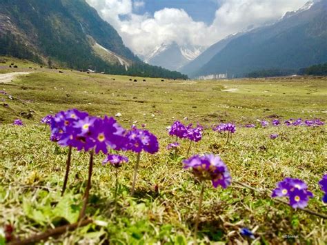 sikkims valley  flowers yumthang northsikkim tripoto