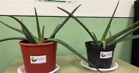 Jabones Cuartero Ies Octavio Cuartero Las Plantas De Aloe Vera