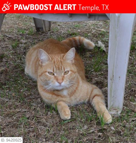 Temple TX Lost Female Cat Olive Oyl Is Missing PawBoost