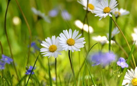 Flowers Grass Camomile Petals Hd Wallpaper Pxfuel