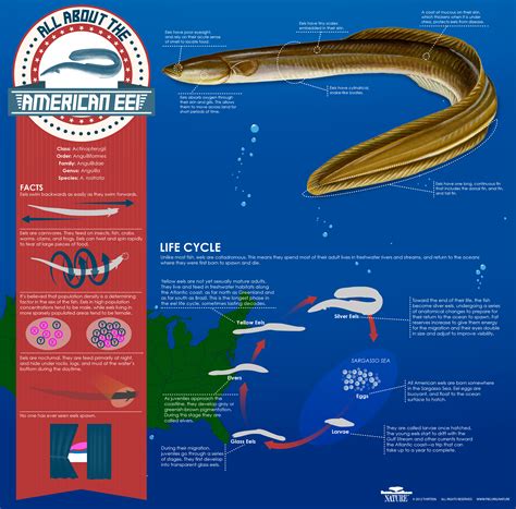 The Mystery Of Eels Infographic All About The American Eel Nature