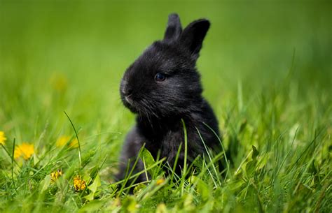 Lionhead Rabbit Black And White