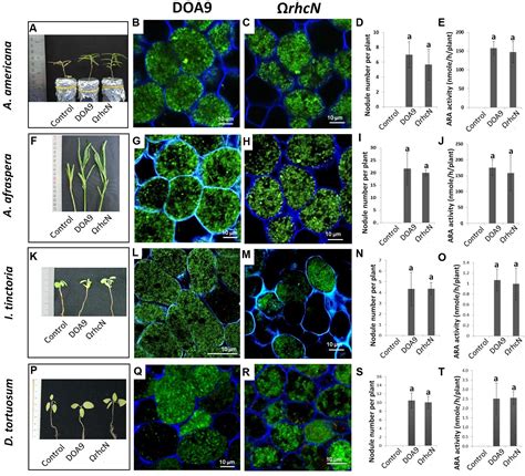 Frontiers Type 3 Secretion System T3SS Of Bradyrhizobium Sp DOA9