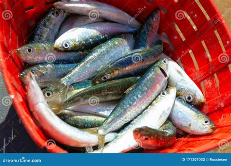 Sardine Catch Stock Image Image Of Atlantic Background 171207033