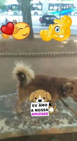 Nhoque Recebe V Deo Do Cachorro Thor A Divulga E Fideliza A Oscar