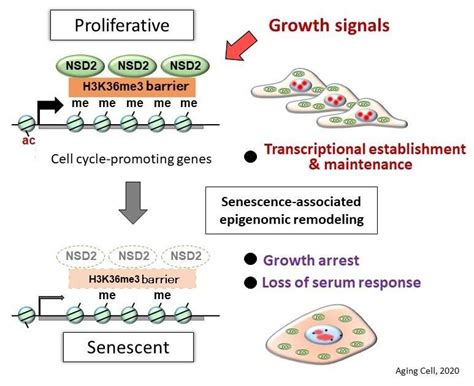 Nsd Enzyme Appears To Prevent Cellular Senescence