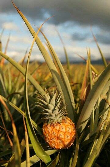 Pineapple growing in Hawaii | Pineapple, Organic seeds, Pineapple seeds