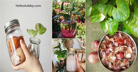 7 Diy Easy To Make Homemade Fertilizer Recipes For Pothos Plant ~ Interior And