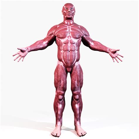 human muscular anatomy 3d model