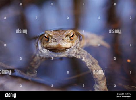 Toad In Water Uk Hi Res Stock Photography And Images Alamy