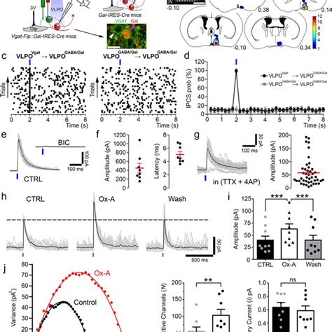 Optogenetic Stimulation Of Orexin Terminals In The Vlpo Rapidly