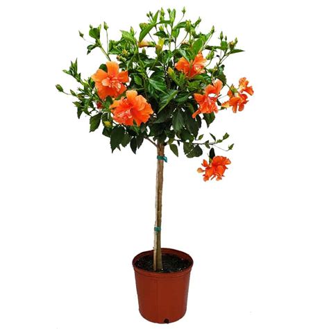 Tropical Standard And Braided Double Peach Hibiscus Tree