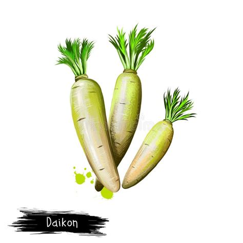 Daikon Background Stock Illustrations 688 Daikon Background Stock