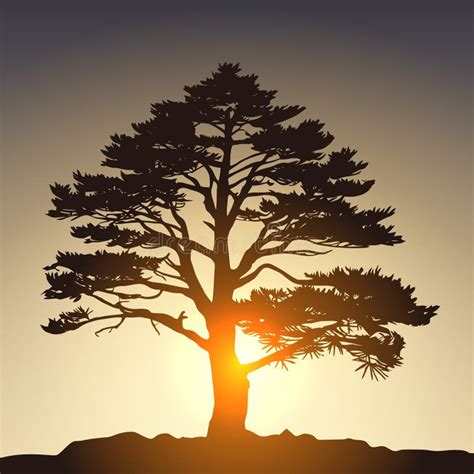 Silhouette of a Pine Tree at Sunset. Vector Illustration Stock Vector ...