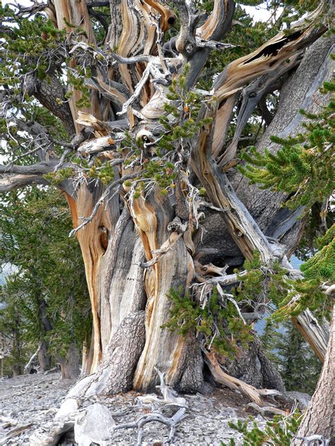 Photo Pinus Longaeva Plant Lust