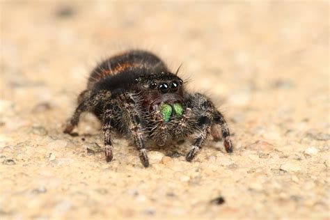 Bold Jumping Spider Phidippus Audax Salticidae A Photo On Flickriver