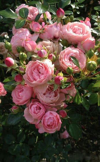 Natalca Beautiful Rose Flowers Beautiful Roses Flower Garden