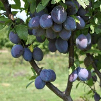 European Plum Trees from Stark Bro's - European Plum Trees For Sale