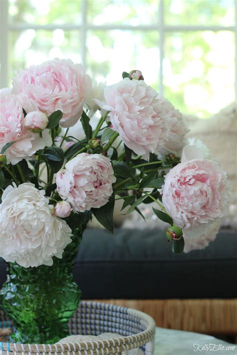 12 Fun Peony Facts Every Peony Lover Needs to Know! - Kelly Elko