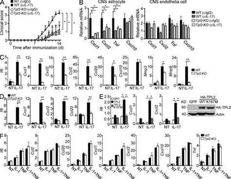 Tpl2 Mediates Autoimmune Inflammation Through Activation Of The Tak1