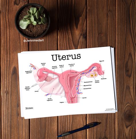 Uterus Anatomy Coloring Page- BLANK- Digital Download Womb Female Anatomy Diagram Anatomy ...