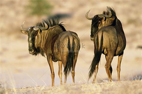 Blue Wildebeest Picture And HD Photos | Free Download On Lovepik