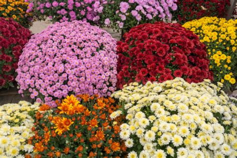 Tips for Choosing and Caring for Chrysanthemums – Garden Chick