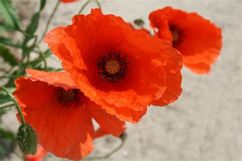 Coquelicot Fleur Champ De Photo Gratuite Sur Pixabay Pixabay