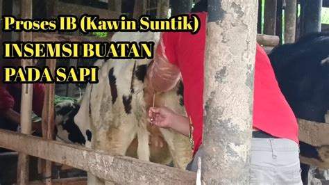 Inseminasi Buatan Pada Sapi Kawin Suntik Begini Prosesnya