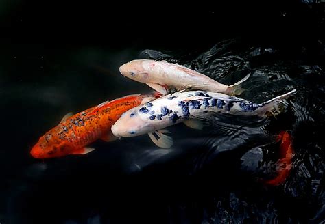 1920x1080px 1080p Free Download Koi Fish Fish Water Ripples Hd