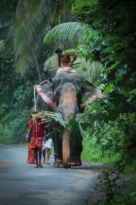 Kerala Elephant Elephant Kerala HD Phone Wallpaper Pxfuel