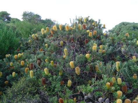 Banksia Silver Banksia 16 Pot Hello Hello Plants And Garden Supplies