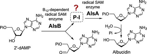 Two Radical SAM Enzymes Are Necessary And Sufficient For The In Vitro