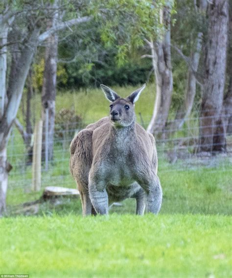 Massive kangaroo photographed in Denmark, Western Australia | Daily ...