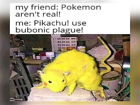 rat memes chameleon memes