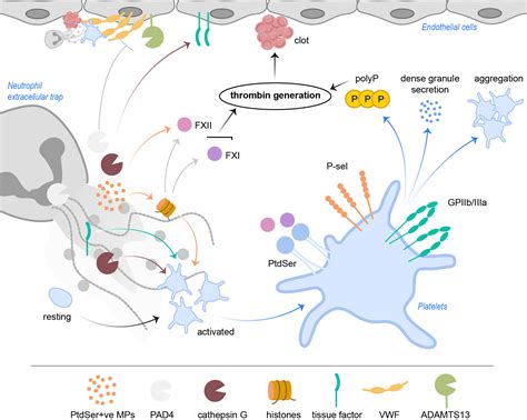 Frontiers Platelets In The Networks Interweaving Inflammation And